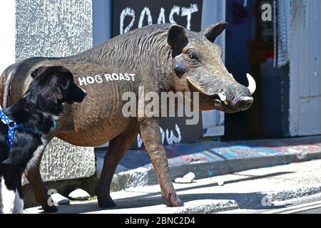 Royaume-Uni Hog Roast chien humoristique photo prise à la Cobb dans Lyme Regis Dorset.Picture Credit Robert Timoney/Alamy/Live/News Banque D'Images