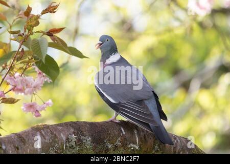 Pigeon de bois - columba palumbus - au printemps - Royaume-Uni Banque D'Images