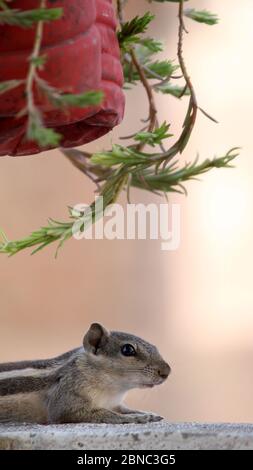 Les écureuils sont membres de la famille des Sciuridae, écureuils terrestres, chipmunks, marmottes, écureuils volants sur le mur, foyer sélectif avec flou Banque D'Images