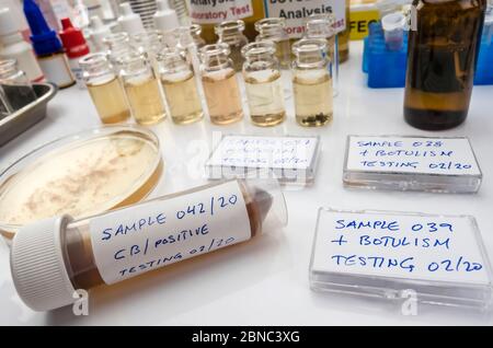 Échantillons contaminés par la toxine de Clostridium botulinum qui cause le botulisme chez l'homme, recherche en laboratoire, image conceptuelle Banque D'Images