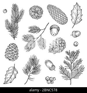 Illustration vectorielle de branches et de cônes d'épinette dessinées à la main. Éléments forestiers isolés sur fond blanc. Branche de sapin épicéa, cône nature et branche Illustration de Vecteur