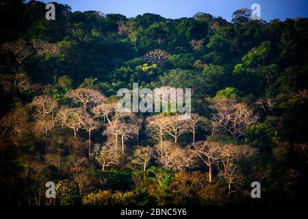 Lumière du soir sur les grands couipo, cavanillesia platanifolia, dans la forêt tropicale luxuriante du parc national de Soberania, République du Panama. Banque D'Images