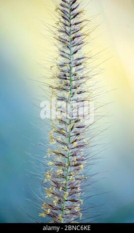 Fleurs de Poaceae simples à fleurs de gazon gros plan dans les tons doux bleu et jaune. Banque D'Images