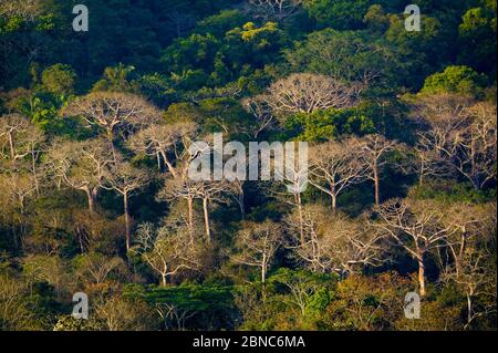 Belle forêt tropicale dans la lumière du soir dans le parc national de Soberania, République du Panama. Banque D'Images