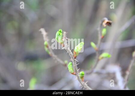 Branche brune d'une buisson avec bourgeons gonflées. Jeunes bourgeons verts. Petites feuilles en fleurs sur un arbre. Banque D'Images