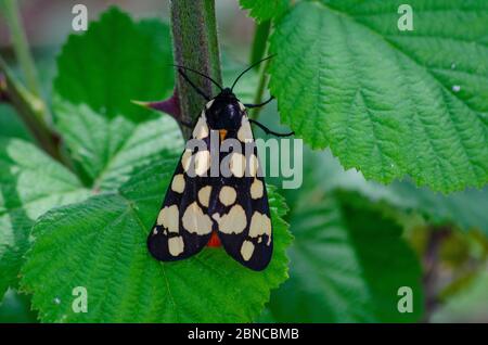 Papillon de tigre à taches de crème ( Epicalia villica ) sur une plante saumurée Banque D'Images