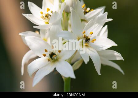 Les fleurs en forme d'étoile d'une merveille-fleur (Ornithogalum thyrsoides) Banque D'Images