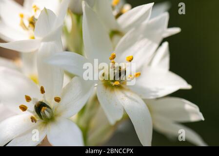 Les fleurs en forme d'étoile d'une merveille-fleur (Ornithogalum thyrsoides) Banque D'Images