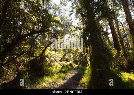 Forêt de Sherbrooke près de Melbourne Australie Banque D'Images