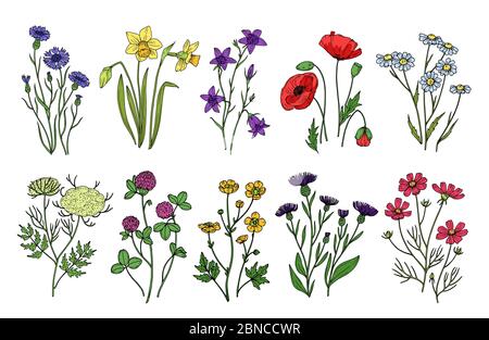 Herbes et fleurs sauvages. Fleurs sauvages, plantes de prairie. Fleurs d'été et de printemps dessinées à la main. Ensemble vintage vectoriel isolé. Illustration de fleurs, de fleurs de printemps, de fleurs de champ et de fleurs sauvages Illustration de Vecteur