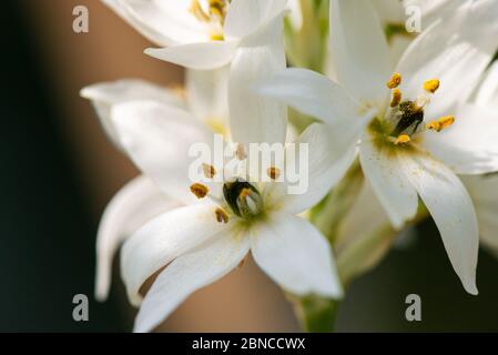 Les fleurs en forme d'étoile d'une merveille-fleur (Ornithogalum thyrsoides) Banque D'Images