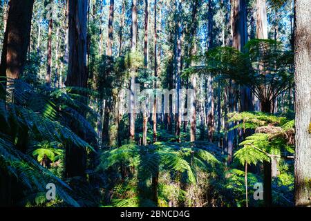 Forêt de Sherbrooke près de Melbourne Australie Banque D'Images