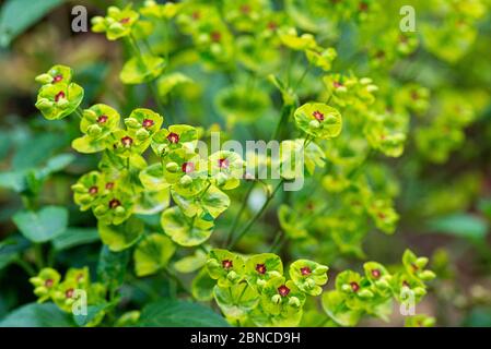 Le fesson de Martin 'Ascot Rainbow' (Euphorbia × martini 'Ascot Rainbow') Banque D'Images