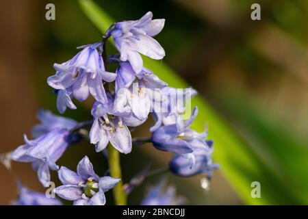 Les fleurs d'un bluebell hybride (jacinthoides x massartiana) une croix entre le blubell commun (H. non-scripta) et le bluebell espagnol (H. hispan) Banque D'Images