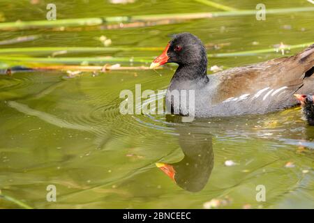 Moorhen (gallinula chloropus) portrait montrant le détail du plumage dans un lac naturel Banque D'Images