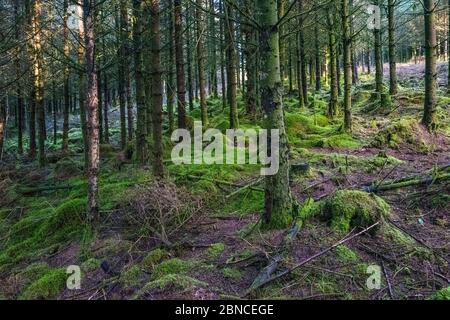 La forêt de Bellever est une plantation de conifères gérée par la Commission forestière. Bellever, parc national de Dartmoor, Devon, Angleterre, Royaume-Uni. Banque D'Images