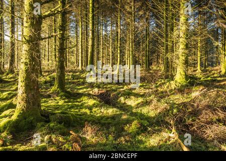 La forêt de Bellever est une plantation de conifères gérée par la Commission forestière. Bellever, parc national de Dartmoor, Devon, Angleterre, Royaume-Uni. Banque D'Images