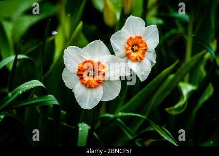Fleur de jonquille blanche dans le jardin Banque D'Images