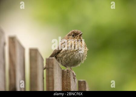 Jeune robin européen (erithacus rubecula) perché sur une clôture de jardin avec fond de bokeh vert naturel Banque D'Images