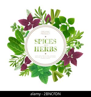 Épices et herbes de fond. Plantes aromatiques fraîches. Cadre de vecteur alimentaire indien. Illustration culinaire et culinaire, de l'aneth végétal et de la sauge Illustration de Vecteur