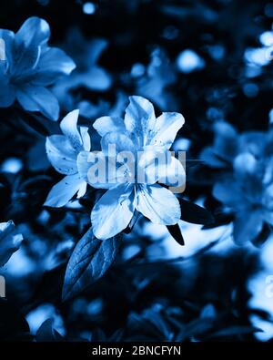 Image bleue classique, teintée. Fleurs Moody d'Azalea, grands bourgeons Banque D'Images