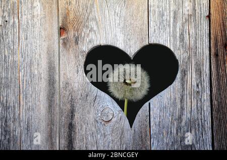 Coeur dans une porte en bois avec des pissenlits derrière elle, composition Banque D'Images