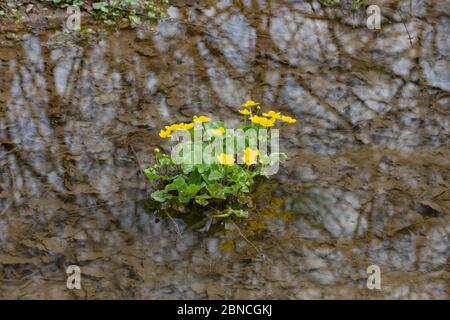 Marigold de marais avec fleurs jaunes poussant dans l'eau reflétant des arbres, Caltha palustris ou Sumpfdotterblume Banque D'Images