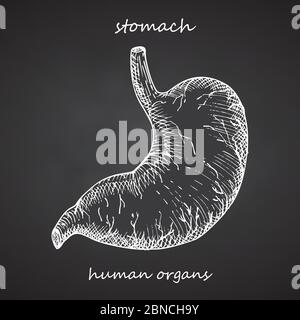 Estomac. Icône réaliste dessinée à la main des organes internes humains sur tableau noir. Gravure art. Style d'esquisse. Concept de conception pour vos projets médicaux post Illustration de Vecteur