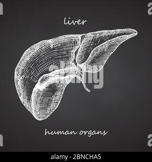 Foie. Icône réaliste dessinée à la main des organes internes humains sur tableau noir. Gravure art. Style d'esquisse. Concept de conception pour vos projets médicaux post Illustration de Vecteur