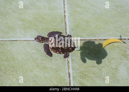 La tortue de mer nage dans la piscine de traitement pour la conservation à Sea Turtle Banque D'Images