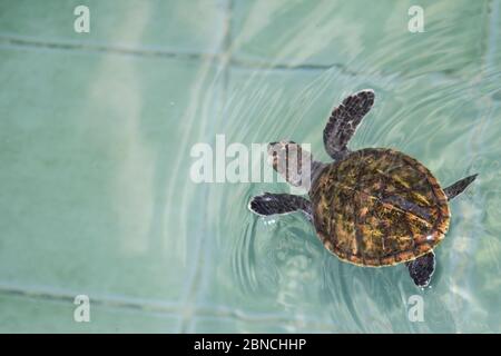 La tortue de mer nage dans la piscine de traitement pour la conservation à Sea Turtle Banque D'Images