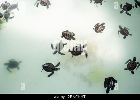 La tortue de mer nage dans la piscine de traitement pour la conservation à Sea Turtle Banque D'Images