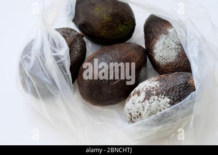 Fruits d'avocat gâtés dans un forfait. Avocats mouleux et pourris. Stockage incorrect des produits, légumes. Avocats mouleux et pourris Banque D'Images