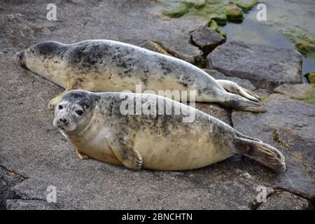 phoque gris sur la côte de la mer baltique à gdynia, en pologne Banque D'Images