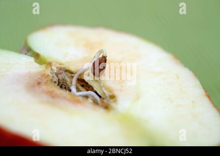 Une graine a germé dans une pomme. Une demi-pomme et une graine brune. Graines utiles dans un gros plan de pomme. Banque D'Images