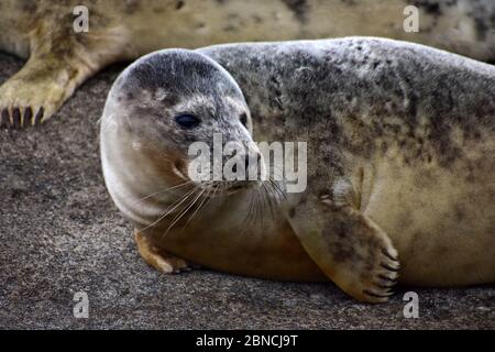 phoque gris sur la côte de la mer baltique à gdynia, en pologne Banque D'Images