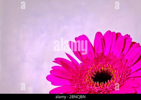 Gros plan d'un Gerbera avec des pétales violets dans la partie inférieure droite du cadre, isolé sur un fond gris Banque D'Images