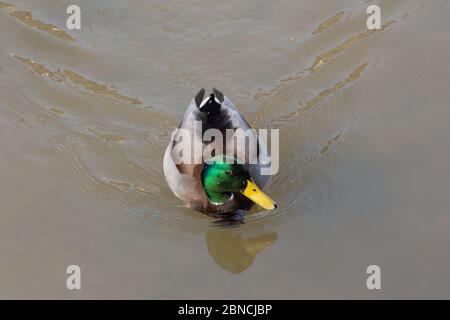 Vue de dessus près d'un canard malard nageant dans l'eau, anas platyrhynchos Banque D'Images