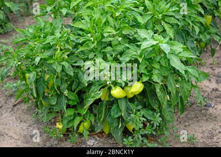 Grandes buissons de poivron vert dans un cottage d'été. Culture de légumes sur terrain ouvert. Récolte, poivrons verts mûrs. Banque D'Images