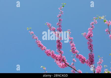 Cersis canadensis cramoisi canadien, fleurs roses sur fond de ciel bleu. Banque D'Images