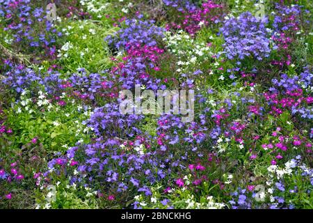 De belles fleurs aubrietia multicolores sur un lit de fleurs. Fleurs printanières basses pour un design paysage. Petites fleurs aubrietia pourpres, roses et blanches sid Banque D'Images