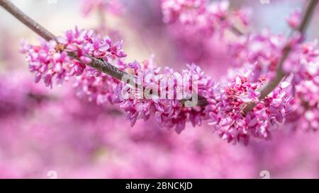 Cersis canadensis cramoisi canadien, fleurs roses macro, fond Banque D'Images