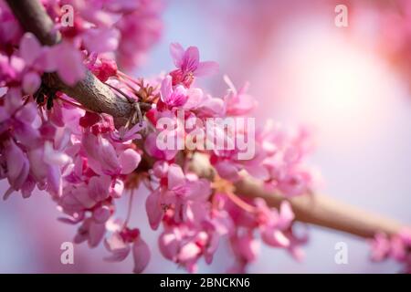 Cersis canadensis cramoisi canadien, fleurs roses macro, fond Banque D'Images