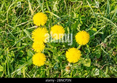 Österreich, Niederösterreich, Ötscherland, Mostviertel, Löwenzahn (Taraxacum sect. Ruderalia) Banque D'Images
