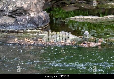 Le canard de poule colvert et ses onze canetons ont un voyage sur la rivière Almond dans le parc de campagne d'Almondell West Lothian. Banque D'Images