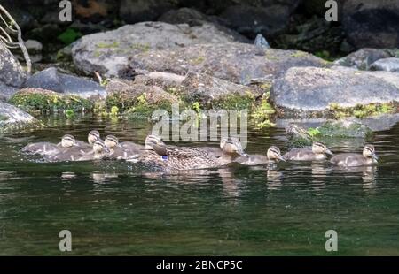 Le canard de poule colvert et ses onze canetons ont un voyage sur la rivière Almond dans le parc de campagne d'Almondell West Lothian. Banque D'Images