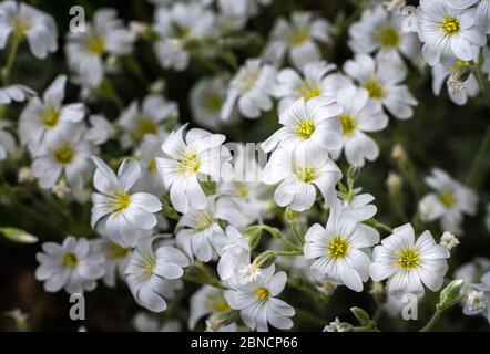 Cerastium tomentosum en fleur, fleurs blanches dans les prés du parc national de Majella Banque D'Images