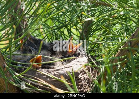 Gros plan d'un nid d'oiseau sur un conifères vert avec quatre petits poussins gris à part entière avec des becs jaunes ouverts qui supplient de la nourriture. Banque D'Images