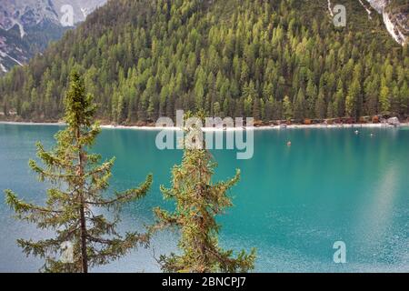 Lac Braies avec larches Banque D'Images