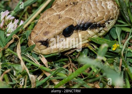 Macro des espèces de serpent,oeil de reptile prédateur,détails de peau,serpent de cervone Banque D'Images